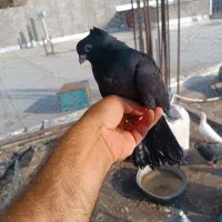 کبوتر زاغ کلافه ...خون خالص