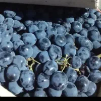 نهال انگور با ارقام های موجود پر کیفیت|خدمات باغبانی و درختکاری|پلدشت, |دیوار