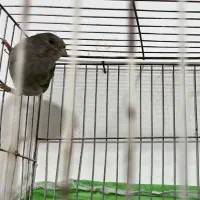 قناری ماده اماده