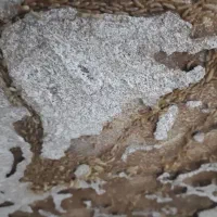 سمپاشی وموریانه زدایی باضمانت نامه کتبی|خدمات نظافت|بندر امام خمینی, |دیوار