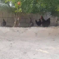 فروش مرغ و خروس محلی و اردک|حیوانات مزرعه|شیراز, کاراندیش|دیوار