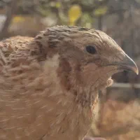 تخم بلدرچین خوراکی ارگانیک|خوردنی و آشامیدنی|خوانسار, |دیوار