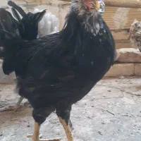 مجموعه گلین