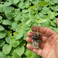 نشا گوجه فلفل بادمجان کرفس و...|خدمات باغبانی و درختکاری|مرودشت, تخت جمشید|دیوار