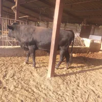 گوساله نرمشکی،جنگه،گاو