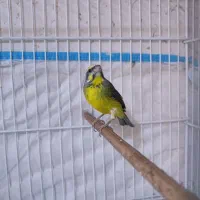 یاسمین ماده