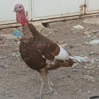 بوقلمون نر چاق و اردک ماده