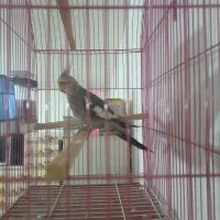 عروس هلندی نر|پرنده|هریس, |دیوار