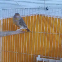 قناری نر جوان