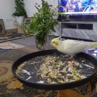 عروس هلندی نرو ماده|پرنده|مریوان, |دیوار