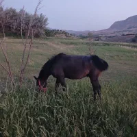 کر اسب فروشی