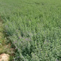 یونجه بسته بندی