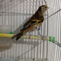 سهره قناری سرخ مسته مست|پرنده|بروجرد, |دیوار