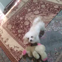 سگ شیتزو فلت