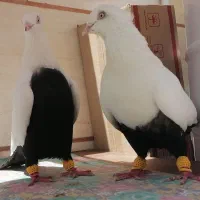 کفتر دم سیاه