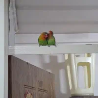 کوتوله برزیلی