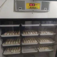 فروش دستگاه جوجه کشی 1008 تایی هواتور