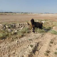 گوه قوچ روزگاری داشتی