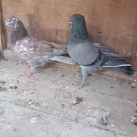 کفتر پرشی ماده|پرنده|قم, چهل درخت‎|دیوار