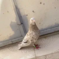 نر کرم هفترنگ