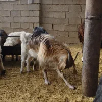 گوشت کهره|خوردنی و آشامیدنی|دهدشت, |دیوار