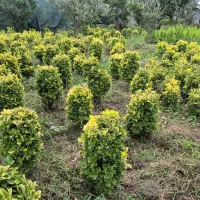 شمشاد طلایی ویاس هلندی زمینی