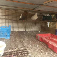 بازدید‌لنده