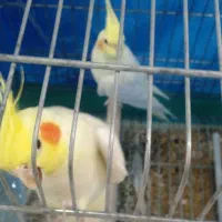 عروس هلندی|پرنده|اصفهان, بابوکان|دیوار