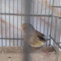 سهره قناری مست مست|پرنده|شیراز, شیخ علی چوپان|دیوار