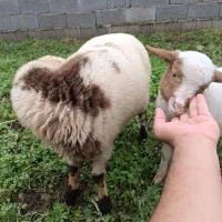 گوسفند|حیوانات مزرعه|گوراب زرمیخ, |دیوار