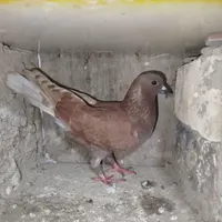 ۱۰عددکبوتر دونه 200هزارتومان هستش