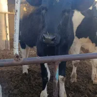 گوساله تلیسه