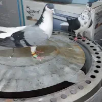 یک جفت ساده افشون و راست سبز
