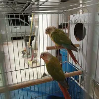 جفت گرینچیک|پرنده|بانه, |دیوار