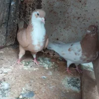 کبوتر|پرنده|کرمان, |دیوار