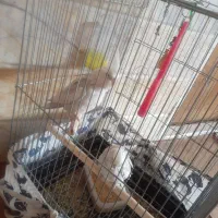 عروس هلندی جفت تخم گذار به فروش میرسد