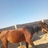 اسب نر|اسب و تجهیزات اسب‌سواری|نرماشیر, |دیوار