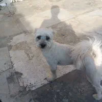 واگذاری سگ|سگ|نجفآباد, یزدانشهر|دیوار