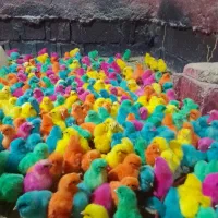 جوجه  اردک .. محلی .. رنگی