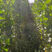 فروش نهال چنار|خدمات باغبانی و درختکاری|سروآباد, |دیوار