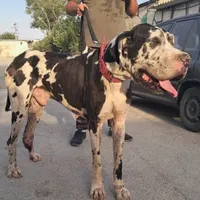 گریت دین گارد انگلستانی