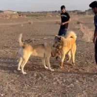 سگ قدرجونی