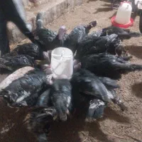 بوقلمون نر و ماده|حیوانات مزرعه|نوشین شهر, |دیوار