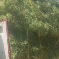 خریدوفروش انواع بذر یونجه باقله نخود فرنگی پیاز|خدمات باغبانی و درختکاری|داراب, |دیوار