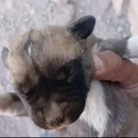 پیتبول ماده و توله|سگ|رفسنجان, |دیوار