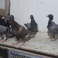 جوجه پلاکی|پرنده|اهواز, نادری|دیوار