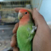 طوطی برزیلی