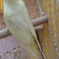 عروس هلندی نر چشم قرمز|پرنده|کارون, |دیوار