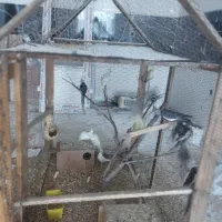 عروس هلندی مولد