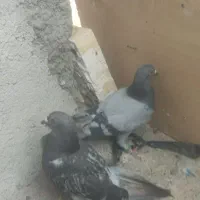 گمشدن